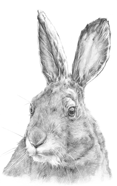 M-J Kelley - Arctic Hare (pencil)