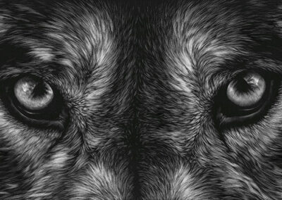 An image of Lori Dunn's Scratchboard artwork of a wolf's eyes.