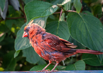 A photograph of a red bird by Amina Mohamed.