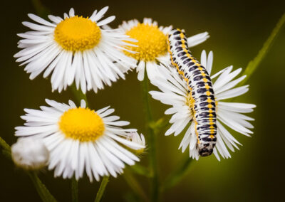 A photograph of a flower and caterpillar by Amina Mohamed.