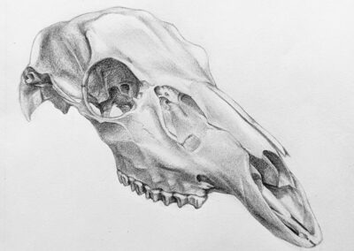 Image of KAN Class 2026 - Basic Drawing